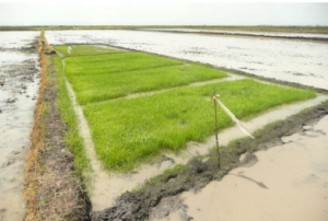 Conventional rice nursery