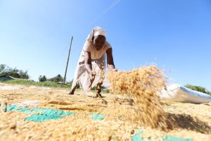 Monica Awino spreads rice to dry before milling at Nyang'ande in Nyando, Kisumu County. (Photo: Denish Ochieng/ Standard)