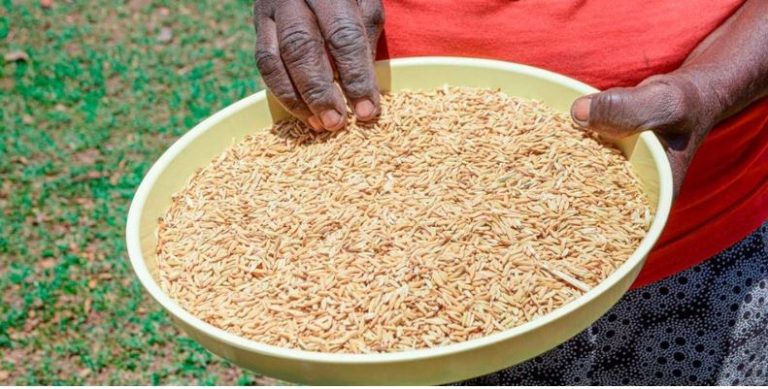 Lowering Nitrogen Rates under the System of Rice Intensification ...